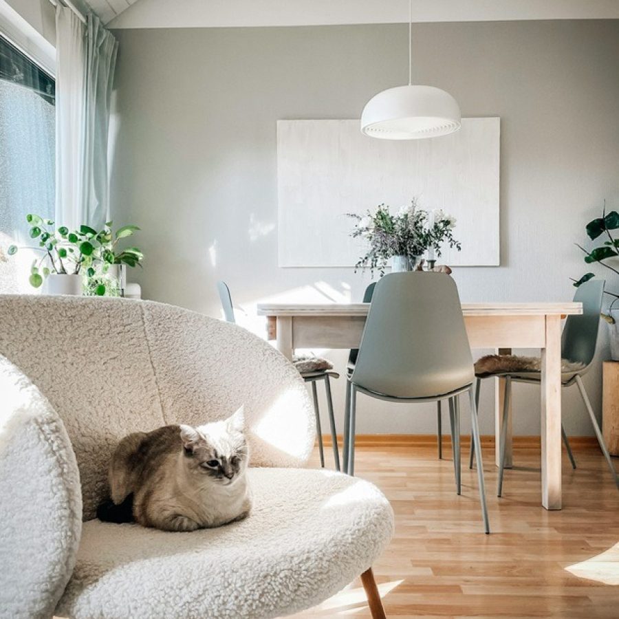 Foto salón con gato sobre sillón